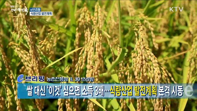 쌀 대신 '이것' 심으면 소득 3배···식량산업 발전계획 본격 시동 [e브리핑]