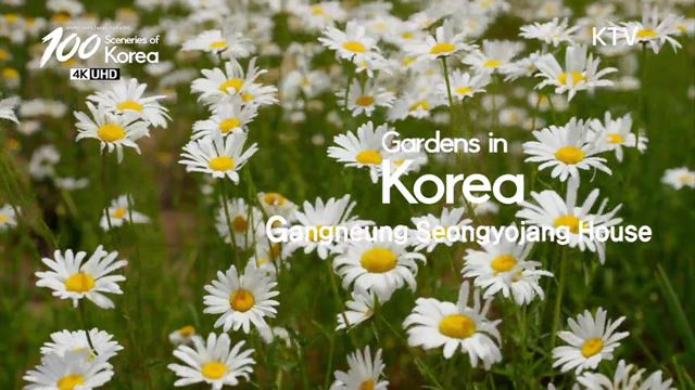100 Sceneries of Korea (15회)