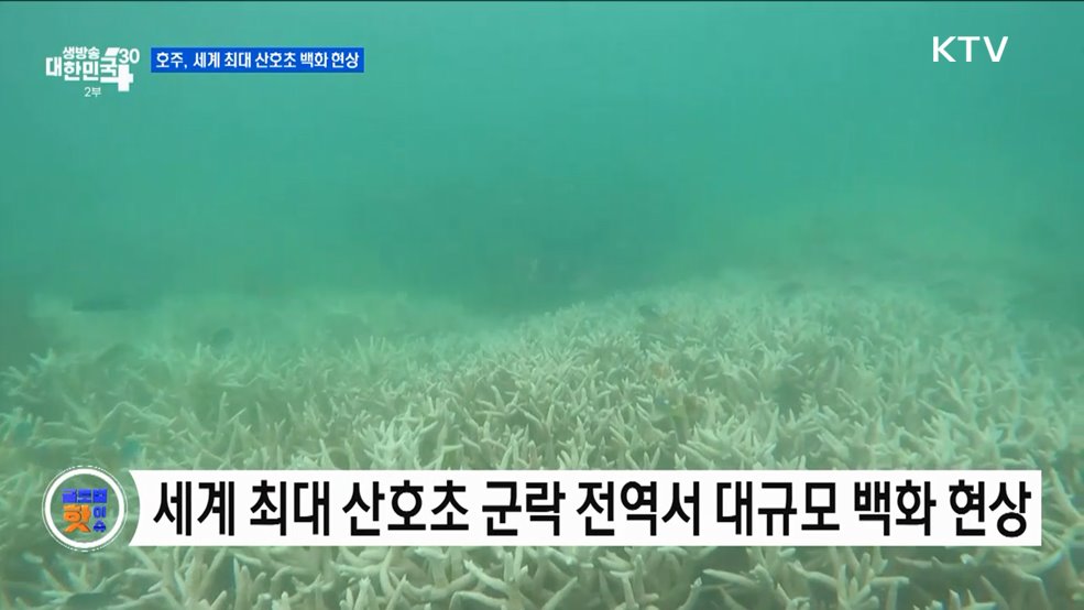 호주, 세계 최대 산호초 백화 현상 [글로벌 핫이슈]