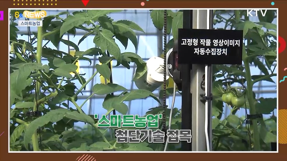 베트남서 인기인 한국 딸기, 이젠 현지에서 키우고 있다? [S&News]