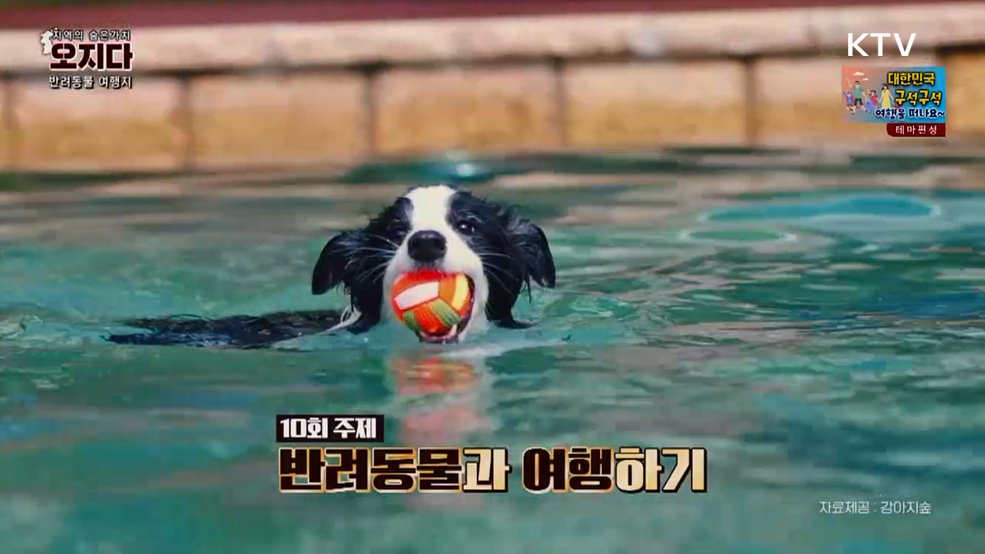 반려동물과 여행가기 좋은 곳