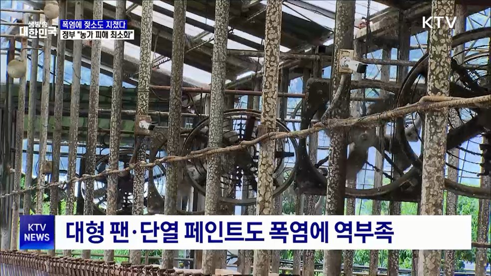 더위에 젖소도 지쳤다···"농가 폭염 피해 최소화"