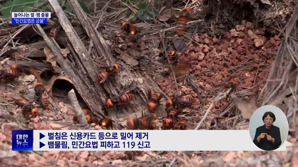 뱀물림·벌쏘임 사고 증가···"민간요법은 금물"