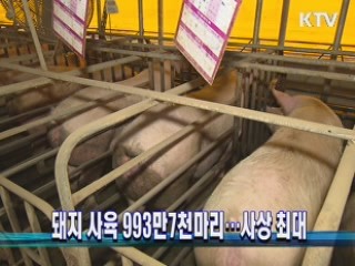돼지 사육 993만7천마리···사상 최대