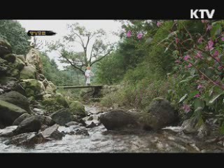 시와 별이 흐르는 강의 추억 - 영월 동강
