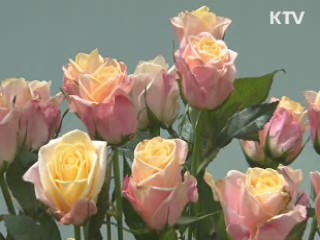 국산 장미 보급률 '껑충'…로열티 '절반'