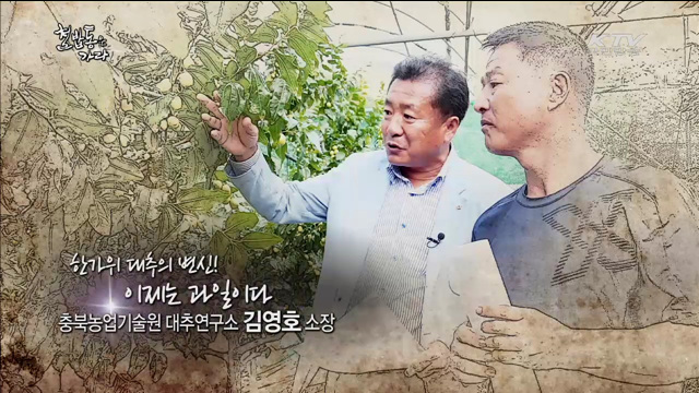 과수의 달인 - 김영호(53세, 충북농업기술원 대추연구소장)