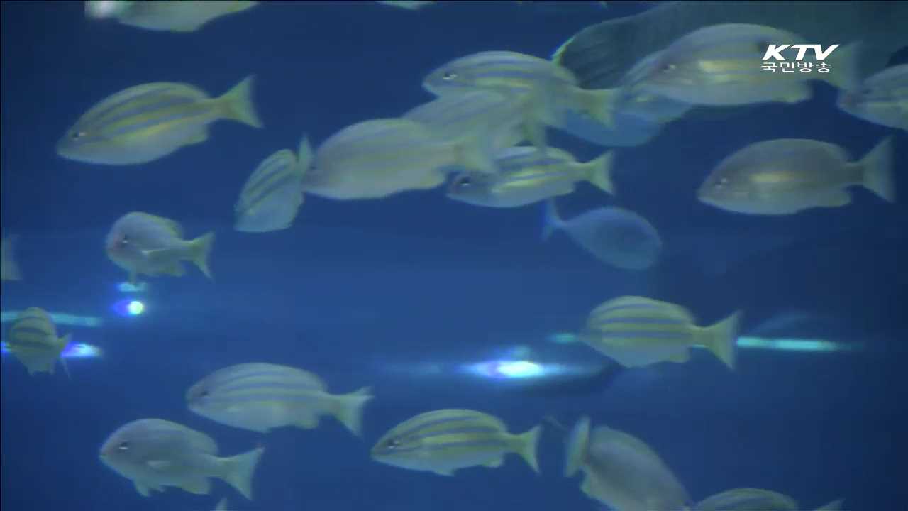 관상어 산업 집중 육성…수산업 신성장 동력 [현장속으로]
