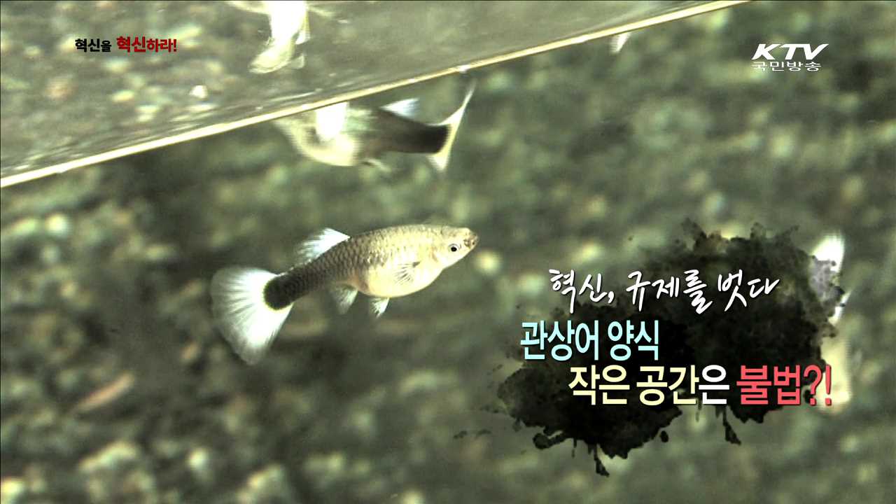 관상어 양식 작은 공간은 불법?! / 불황을 이기는 승부수! 무한리필이 뜬다