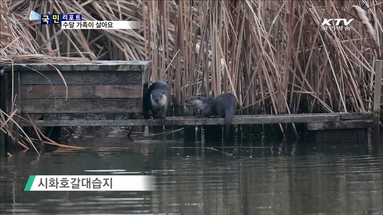 안산 갈대습지에 수달 가족이 살아요