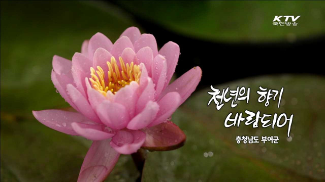 천년의 향기 바람 되어 - 충청남도 부여군