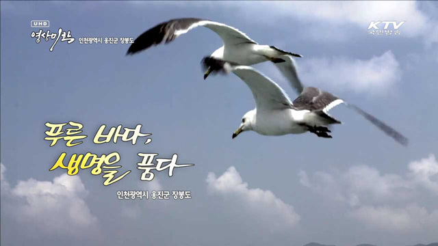 푸른 바다, 생명을 품다 - 인천광역시 옹진군 장봉도