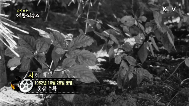 다시보는 대한늬우스 (62.10.28) 이미지