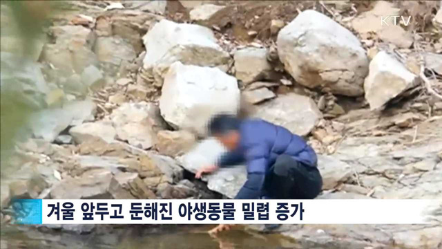 겨울철 야생동물 밀렵 기승…단속 강화