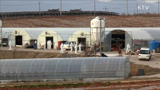 전국 닭·오리농가 9만9천곳 '일제 소독'