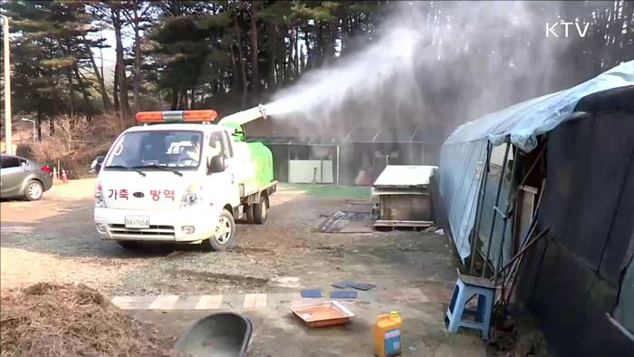 AI 신고 지연 농가 '제재'…고양이 포획 검사