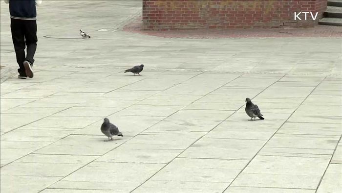 전국 오리농장 정밀검사…비둘기 AI 미검출