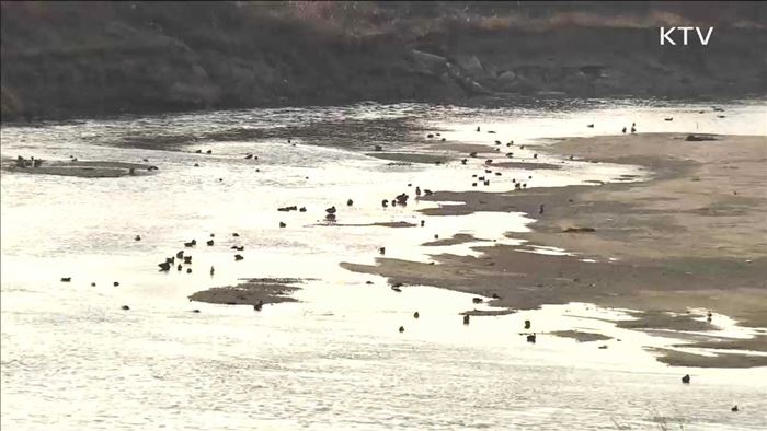 사흘째 의심신고 없어…AI 종식 기대감