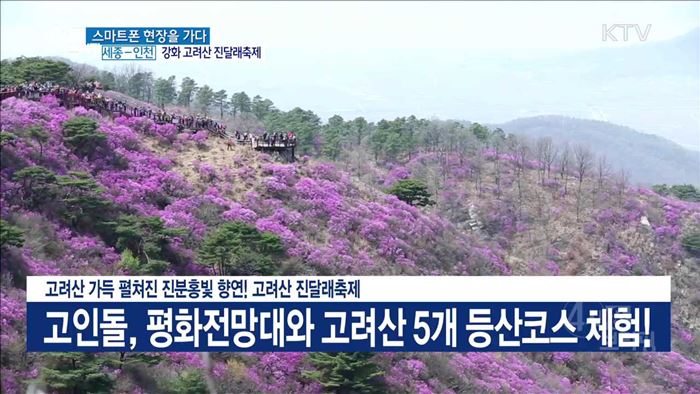 고려산 가득 펼쳐진 진분홍빛 향연! 고려산 진달래축제