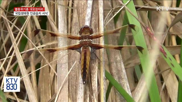 멸종위기종 대모잠자리…2년 연속 국립생태원서 발견