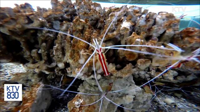 '연간 30억'시장, 클리너슈림프 세계 최초 인공번식 성공