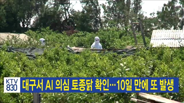 대구서 AI 의심 토종닭 확인…10일 만에 또 발생