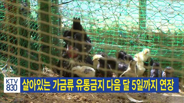 살아있는 가금류 유통금지 다음달 5일까지 연장