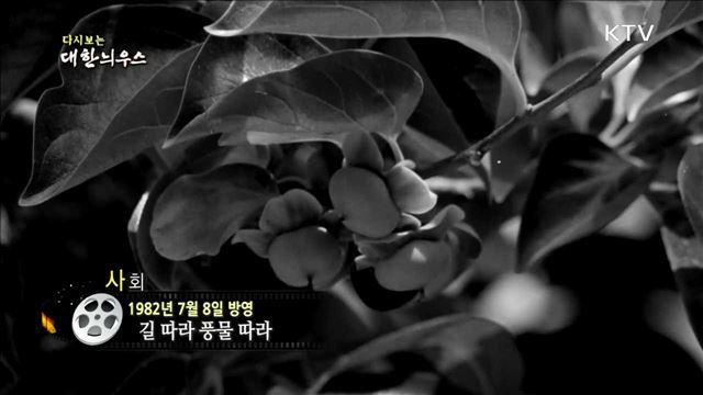 다시보는 대한늬우스 (82.07.08) 이미지