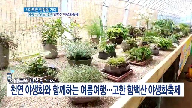 천연 야생화와 함께하는 여름여행···고한 함백산 야생화축제