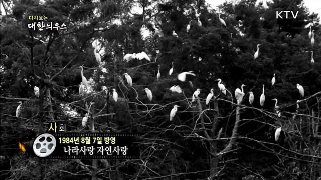 다시보는 대한늬우스 (84.08.07) 이미지