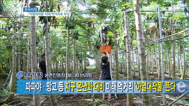 파파야·망고 등 지구 온난화 대비 미래 먹거리 '아열대작물' 뜬다 [e 브리핑]