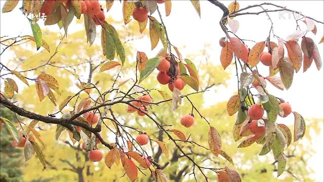 도심 속에서 단풍을…걷기여행길 10선 선정