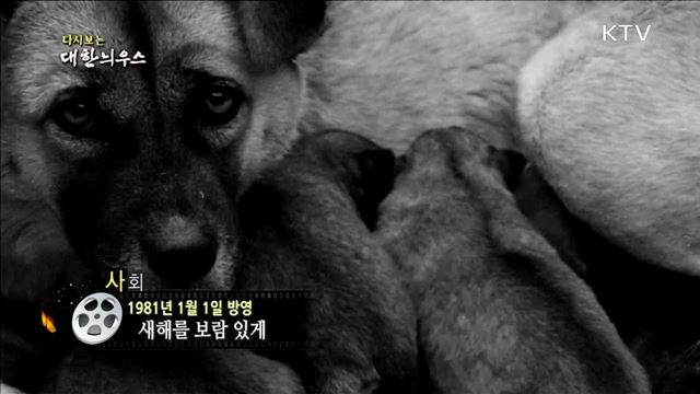 다시보는 대한늬우스 (81.01.01) 이미지