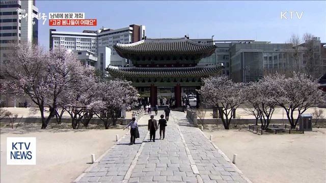 봄꽃 활짝 "고궁서 봄나들이 어때요" 