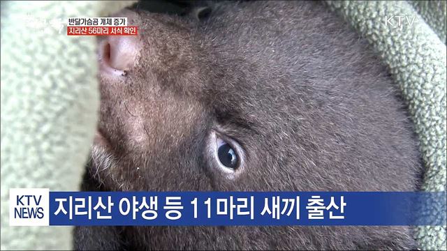 멸종위기종 반달가슴곰 개체 증가…56마리 서식 