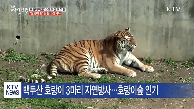 백두대간수목원 한 달...호랑이 관람객 '북적'