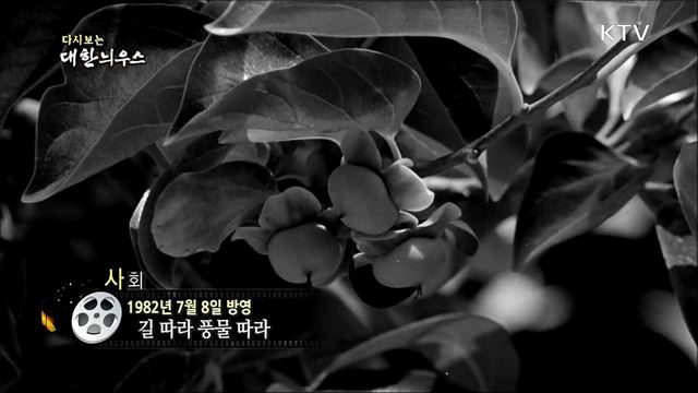다시보는 대한늬우스 (82.07.08)  이미지