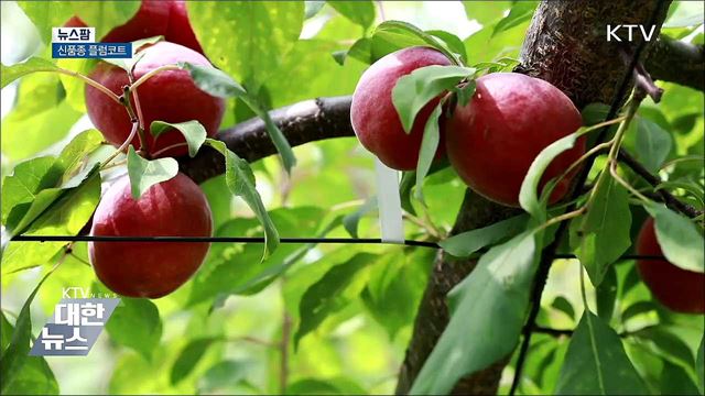 신품종 플럼코트 [뉴스팜]