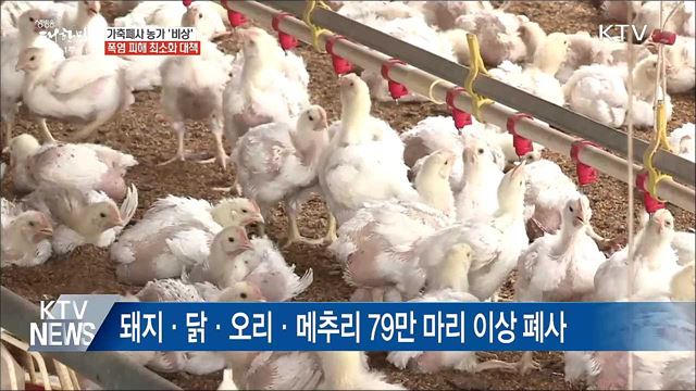 폭염에 가축 79만 마리 폐사···농가 '비상'