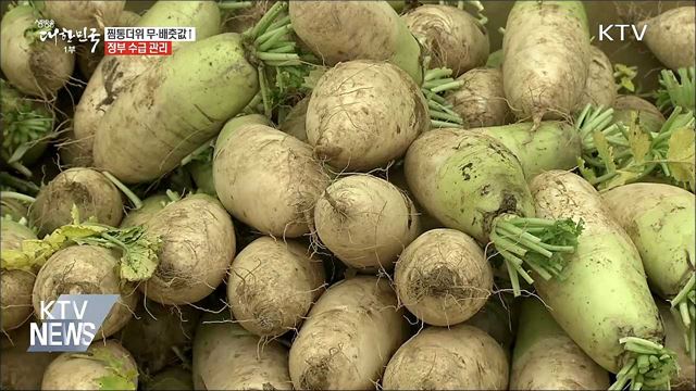 찜통더위 무·배춧값↑···정부 수급 관리