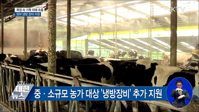 폭염에 가축 폐사 속출···정부 피해 최소화 '총력'
