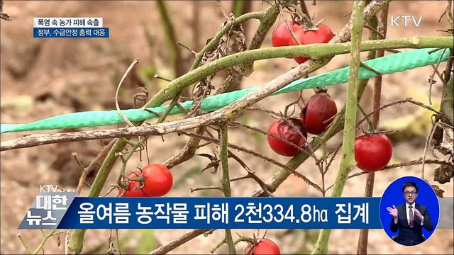 폭염 속 농작물·가축 피해 속출···정부 총력 대응