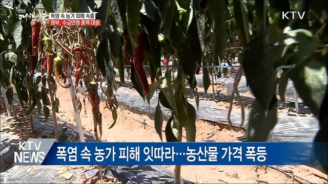 폭염 속 농작물·가축 피해 속출···정부 총력 대응