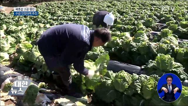 '배추 수급 불안'···조기 출하물량 확대