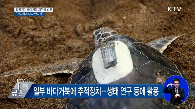 제주서 멸종위기 바다거북 방류···"다시 만나자"