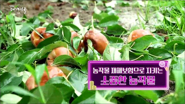 농작물 재해보험으로 지키는 소중한 농작물 [돈이 보이는 정책]