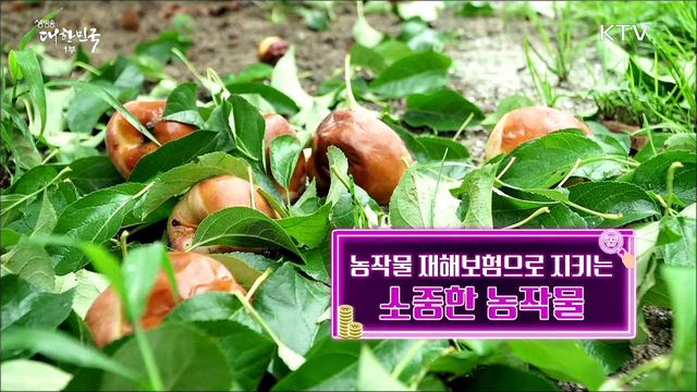 농작물 재해보험으로 지키는 소중한 농작물 [돈이 보이는 정책]