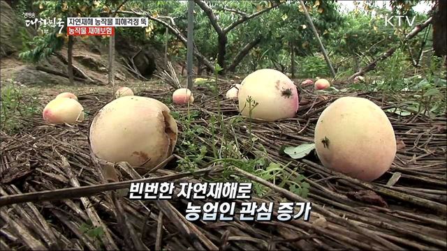 농작물 재해보험으로 지키는 소중한 농작물 [돈이 보이는 정책]