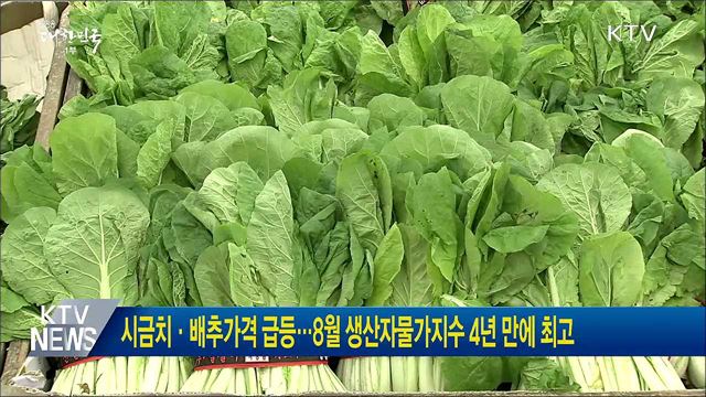 시금치·배추가격 급등···8월 생산자물가지수 4년 만에 최고