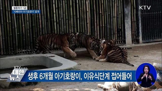 순수혈통 '시베리아 아기호랑이' 네 마리 첫 선